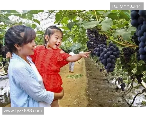 亲身体验果园采摘乐趣，探索秋日丰收的自然之美